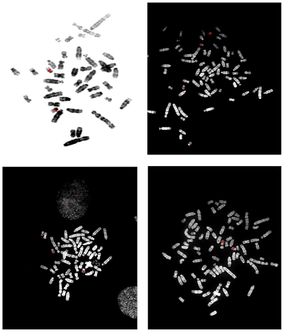 FISH mapping of BAC CH230-85G15, containing D12RAT59, to rat chromosome 12q11-q12.