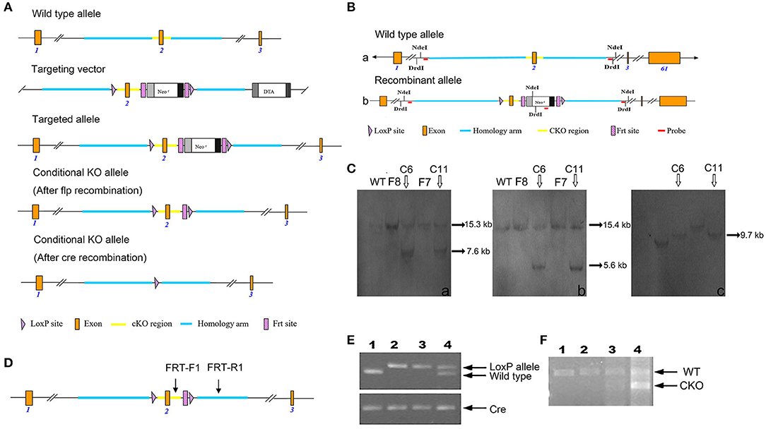 Fry conditional knockout mice: body weight, general observations and behaviour.