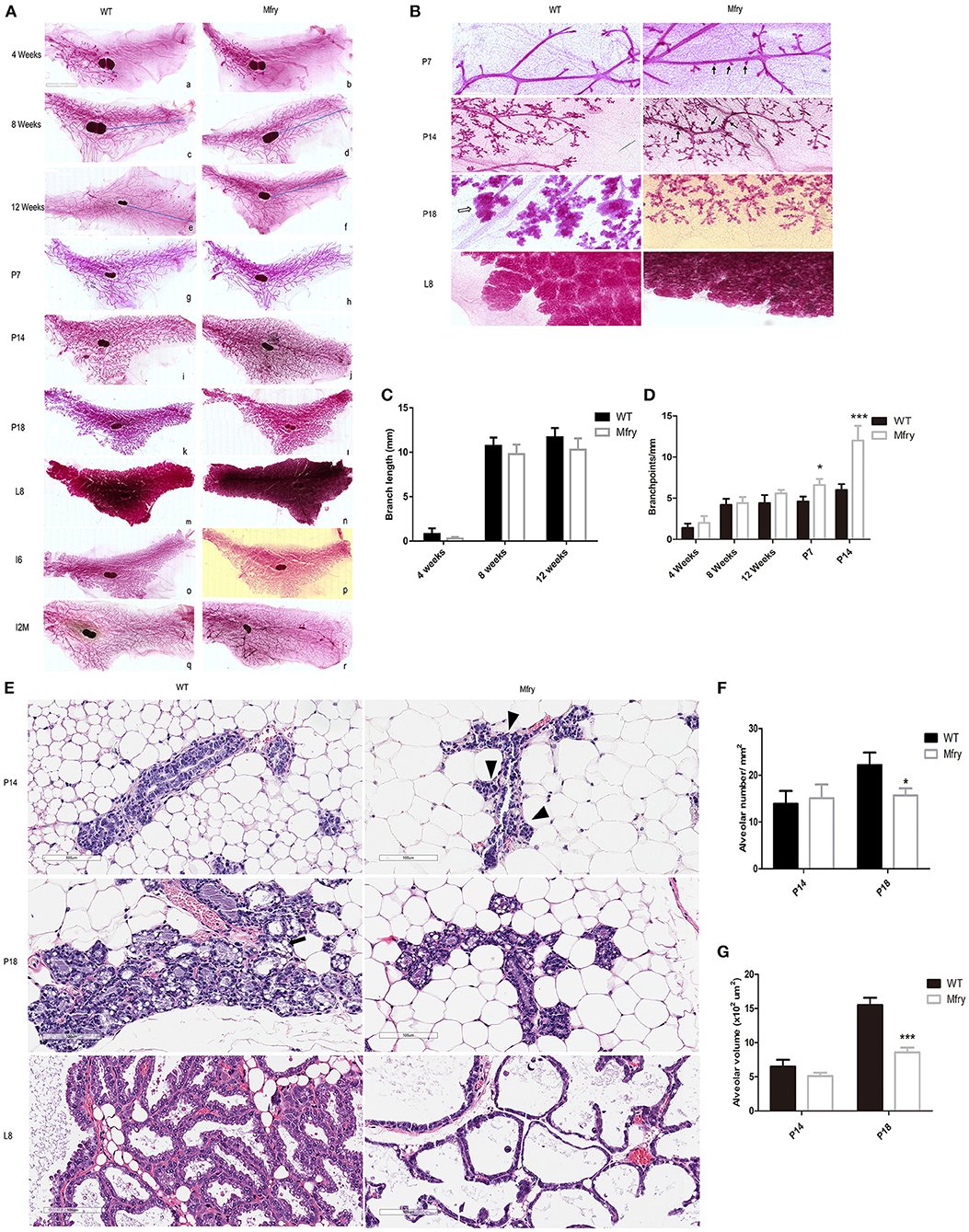 Histology and gene expression in the mammary gland.