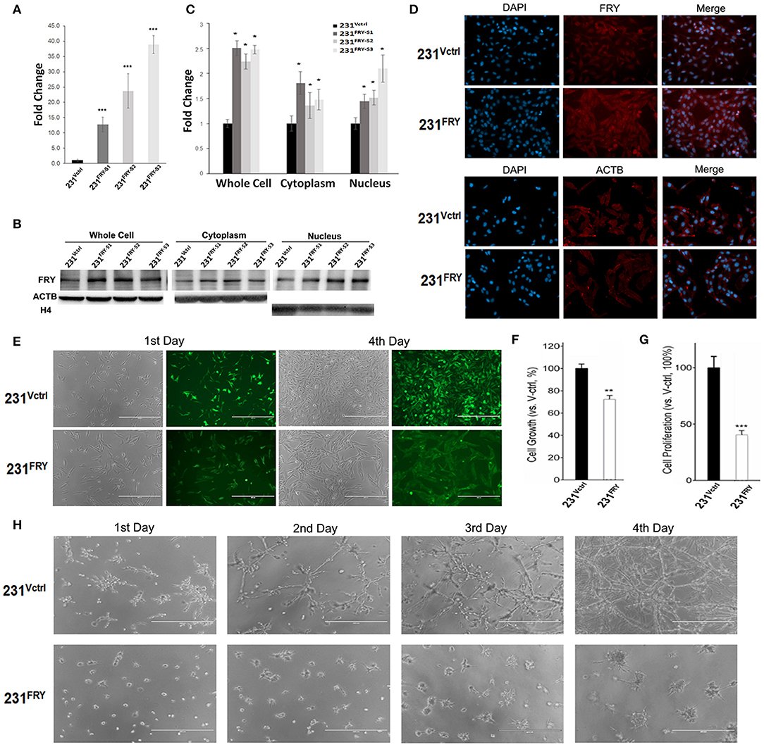 Growth and morphology of breast cancer cells with altered Fry.
