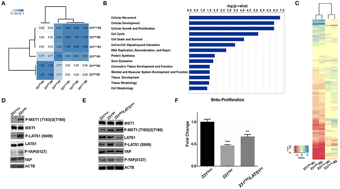 Proliferation and signalling in Fry-deficient mammary tissue.